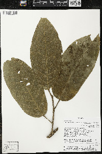 Matisia coloradorum image