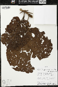 Matisia cordata image