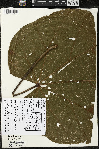 Matisia cordata image