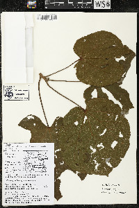 Matisia cordata image
