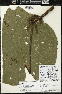 Matisia cordata image