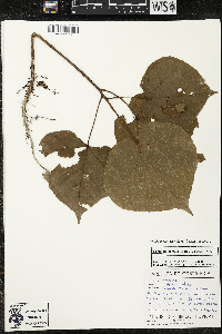 Matisia cordata image