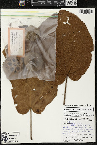 Matisia cordata image