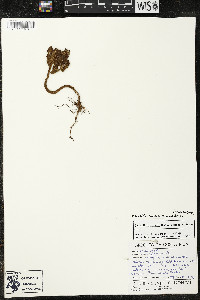 Matisia cordata image