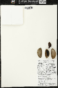 Matisia cordata image