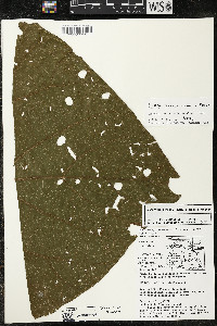 Matisia cordata image