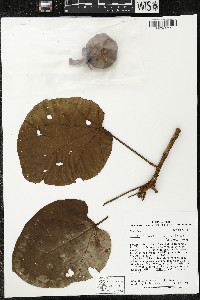 Matisia cordata image