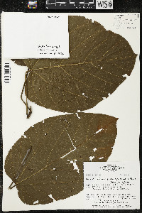 Matisia cordata image