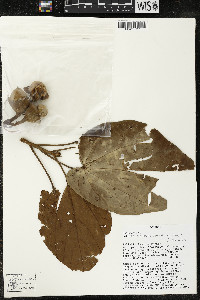 Matisia cordata image