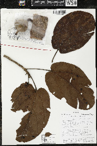 Matisia cordata image