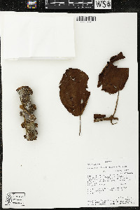 Matisia cordata image