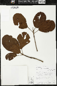 Matisia cordata image