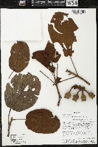 Matisia cordata image