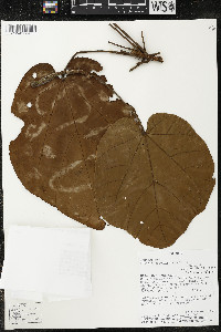 Matisia cordata image