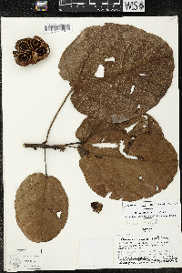 Matisia cordata image
