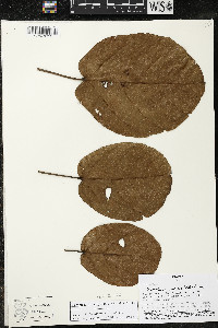 Matisia cordata image