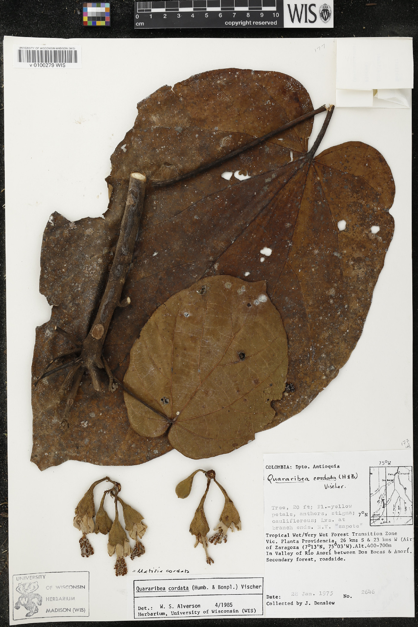 Matisia cordata image