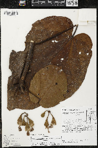 Matisia cordata image