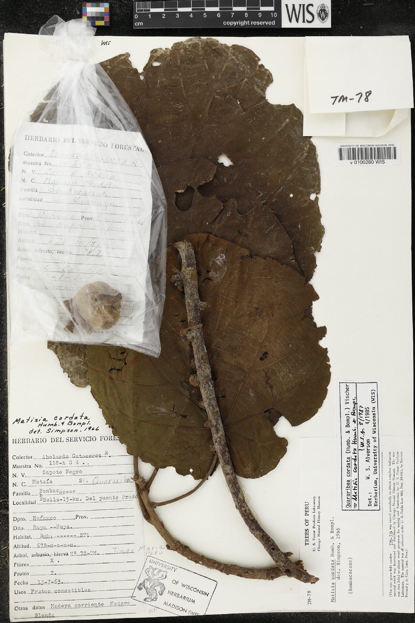 Matisia cordata image