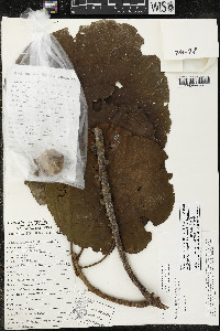 Matisia cordata image