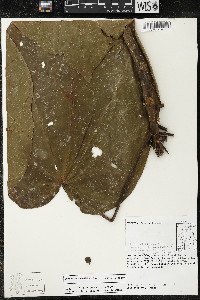 Matisia cordata image