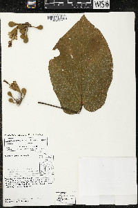 Matisia cordata image