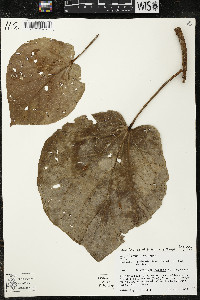 Matisia cordata image