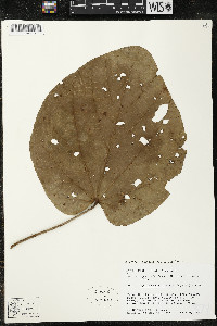 Matisia cordata image