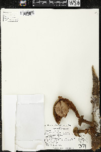 Matisia cordata image