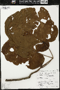 Matisia cordata image