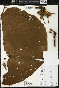 Matisia cordata image