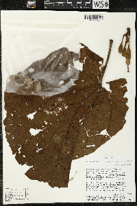 Matisia cordata image