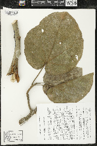 Matisia cordata image