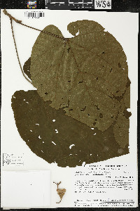 Matisia cordata image