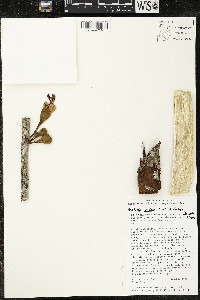 Matisia cordata image