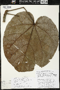 Matisia cordata image