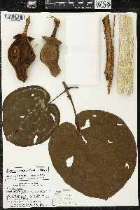 Matisia cordata image