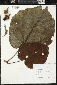 Matisia cordata image