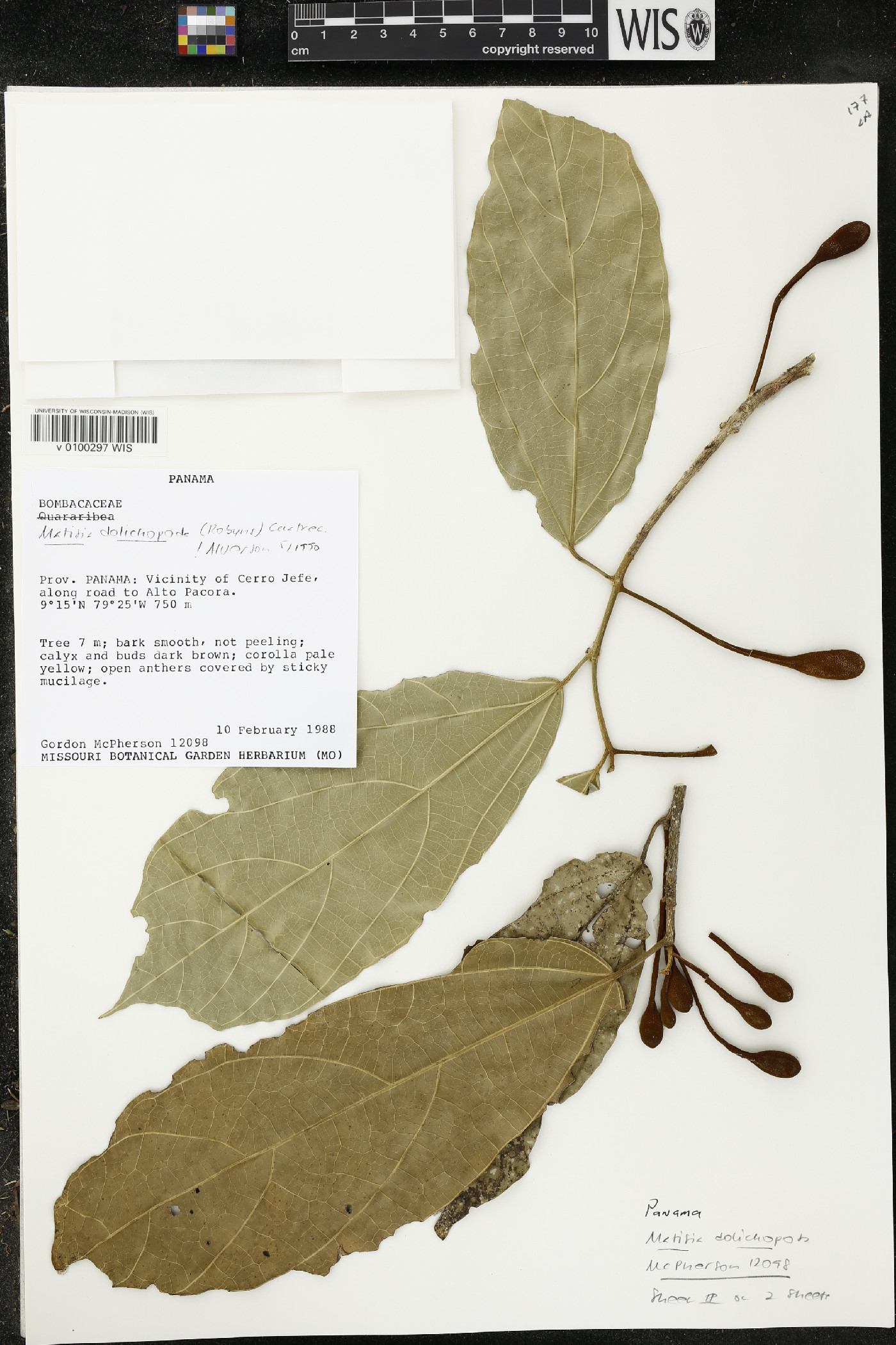 Matisia dolichosiphon image
