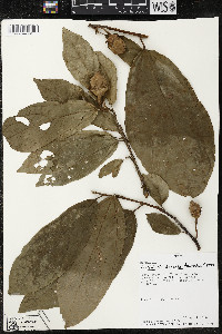 Matisia exalata image