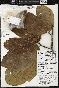 Matisia exalata image