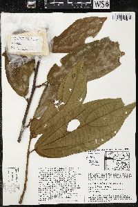Matisia exalata image