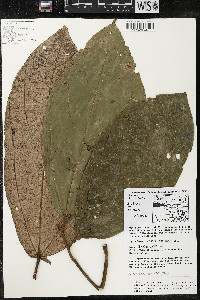 Matisia exalata image