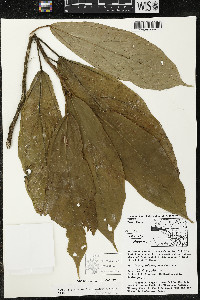 Matisia exalata image