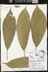 Matisia exalata image