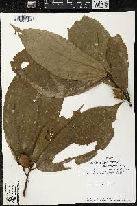 Matisia exalata image