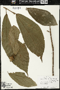 Matisia exalata image