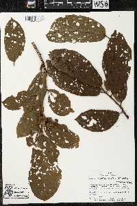 Matisia exalata image
