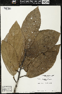 Matisia exalata image