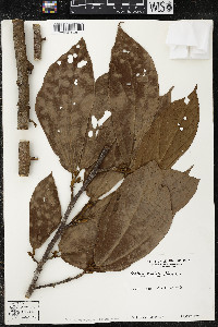 Matisia exalata image